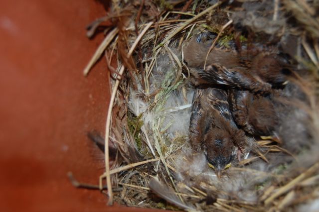 Vögel4